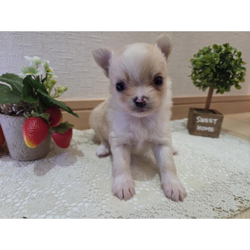 成約済の広島県のチワワ(ロングコート)-422565の53枚目