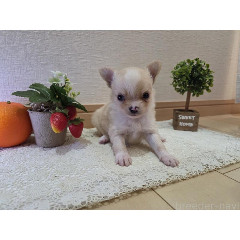 成約済の広島県のチワワ(ロングコート)-422565の52枚目