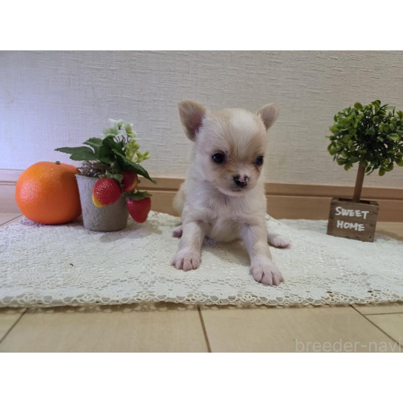 成約済の広島県のチワワ(ロングコート)-422565の51枚目