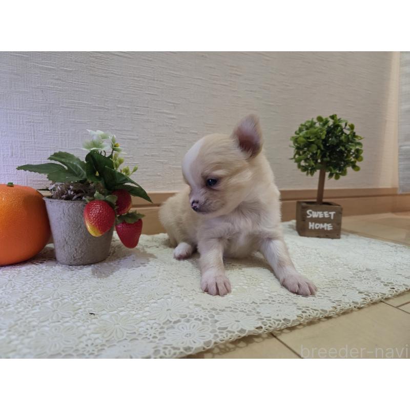 成約済の広島県のチワワ(ロングコート)-422565の50枚目