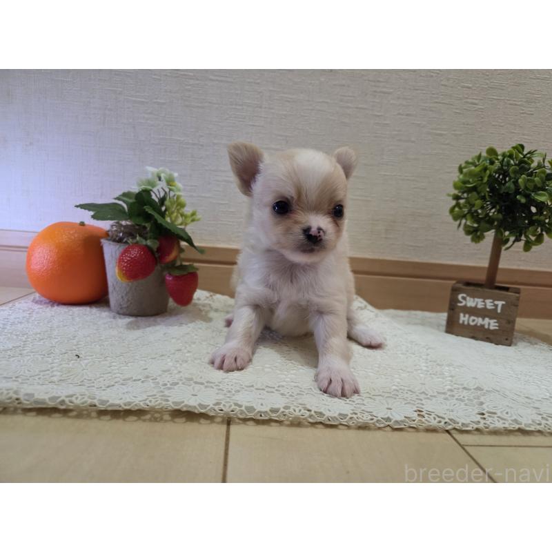 成約済の広島県のチワワ(ロングコート)-422565の49枚目