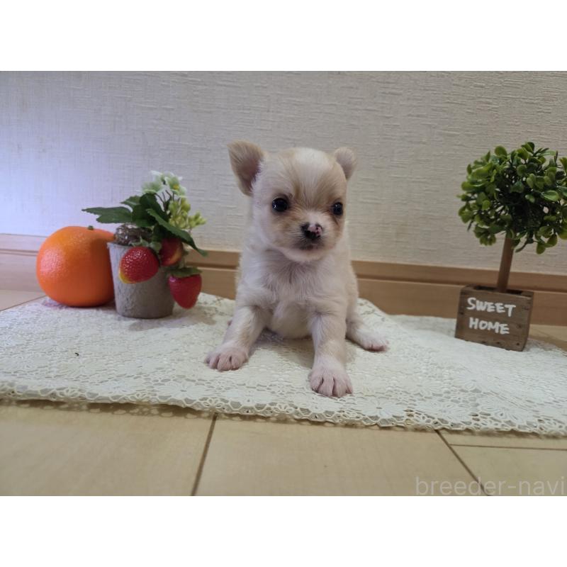 成約済の広島県のチワワ(ロングコート)-422565の48枚目