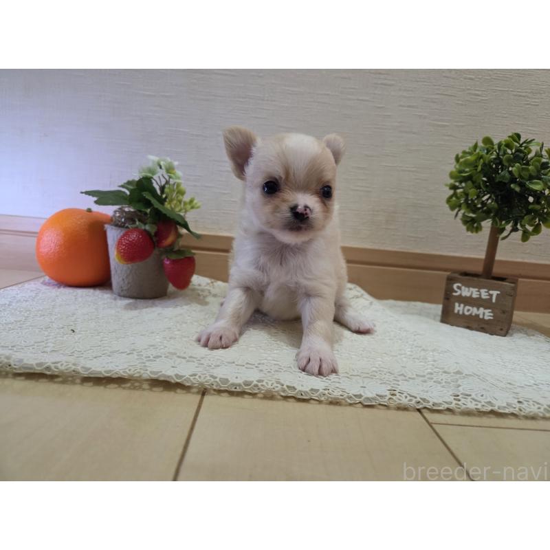 成約済の広島県のチワワ(ロングコート)-422565の47枚目