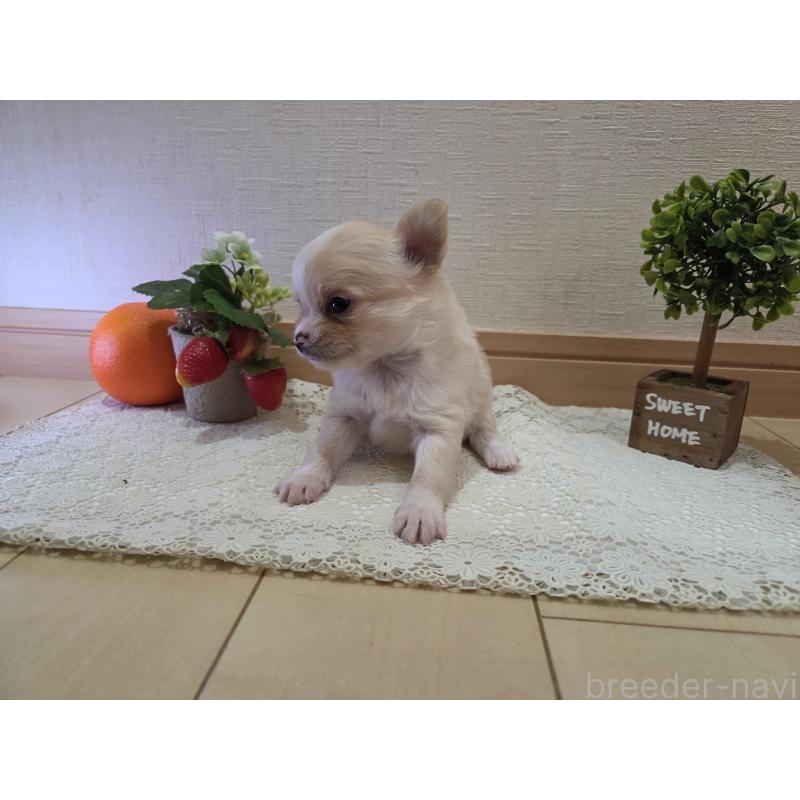 成約済の広島県のチワワ(ロングコート)-422565の46枚目