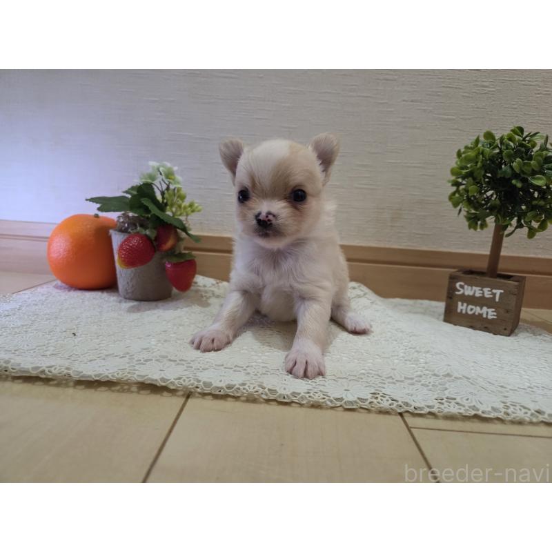 成約済の広島県のチワワ(ロングコート)-422565の45枚目