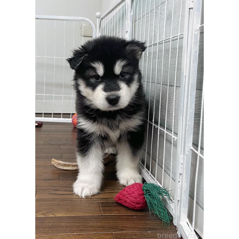 販売中の東京都のアラスカンマラミュート-425212の9枚目