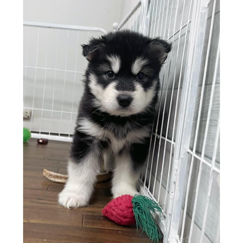 販売中の東京都のアラスカンマラミュート-425212の8枚目