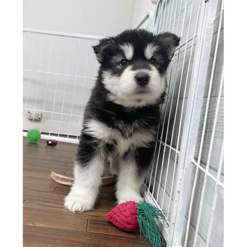 販売中の東京都のアラスカンマラミュート-425212の7枚目