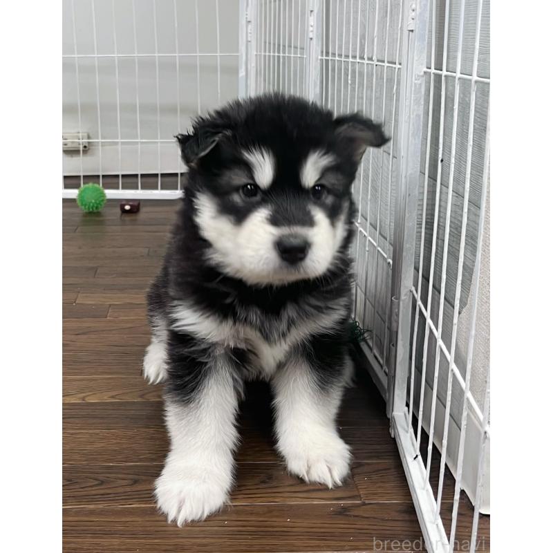 販売中の東京都のアラスカンマラミュート-425212の6枚目