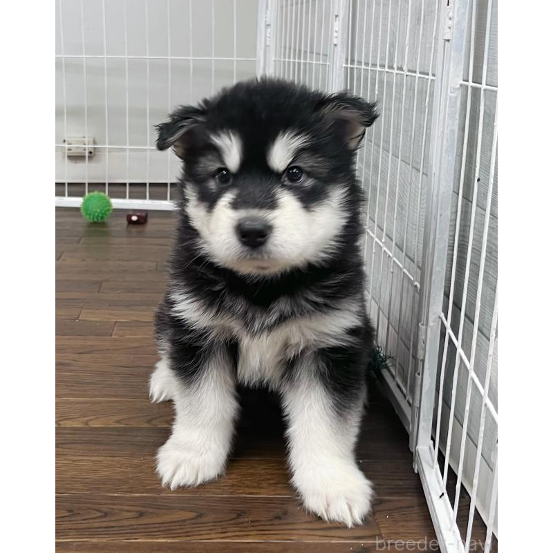 販売中の東京都のアラスカンマラミュート-425212の5枚目