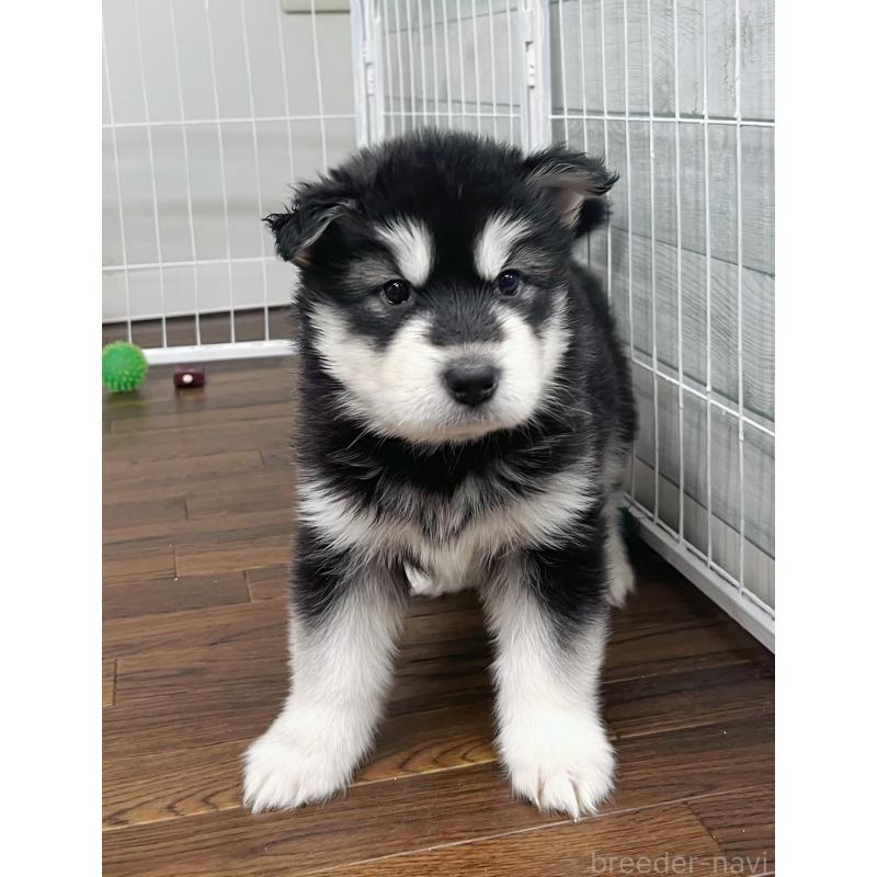 販売中の東京都のアラスカンマラミュート-425212の4枚目