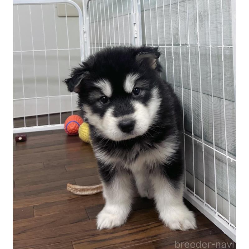 販売中の東京都のアラスカンマラミュート-425212の3枚目