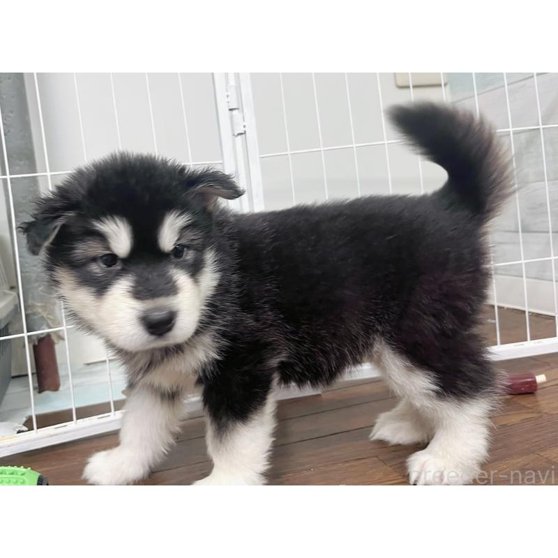 販売中の東京都のアラスカンマラミュート-425212の2枚目