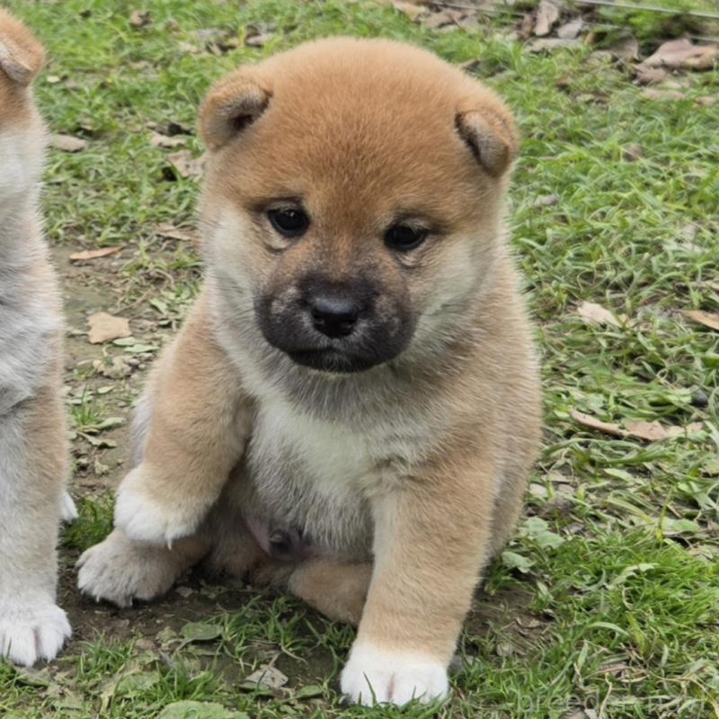 販売中の静岡県の豆柴-425216の5枚目