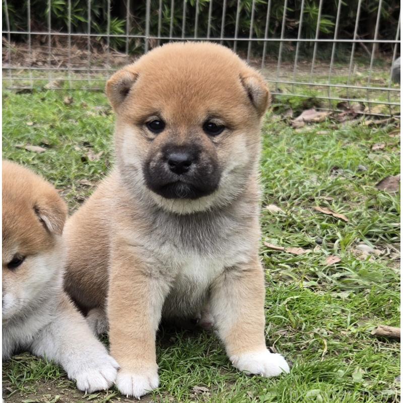 販売中の静岡県の豆柴-425216の4枚目