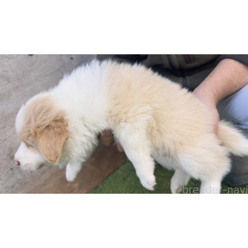 販売中の愛知県のボーダーコリー-425213の7枚目