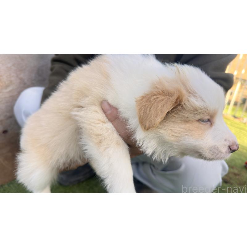 販売中の愛知県のボーダーコリー-425213の6枚目
