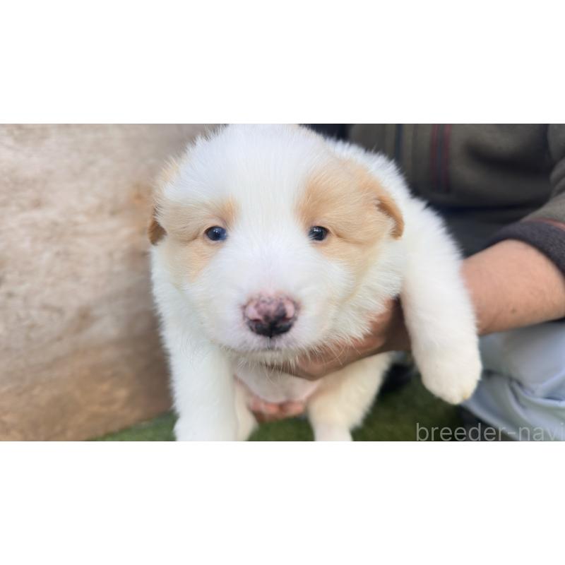 販売中の愛知県のボーダーコリー-425213の5枚目