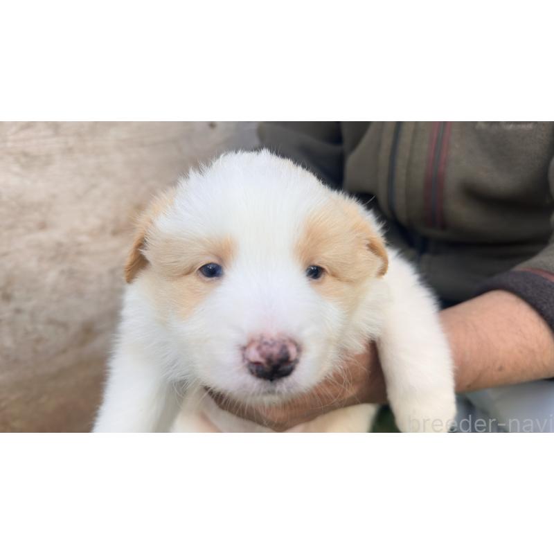 販売中の愛知県のボーダーコリー-425213の4枚目