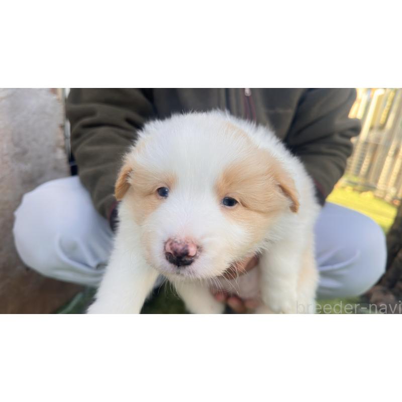 販売中の愛知県のボーダーコリー-425213の3枚目