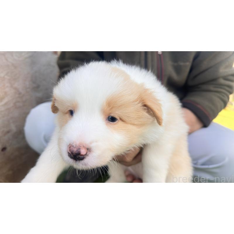 販売中の愛知県のボーダーコリー-425213の2枚目