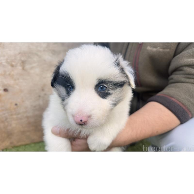 販売中の愛知県のボーダーコリー-425214の6枚目