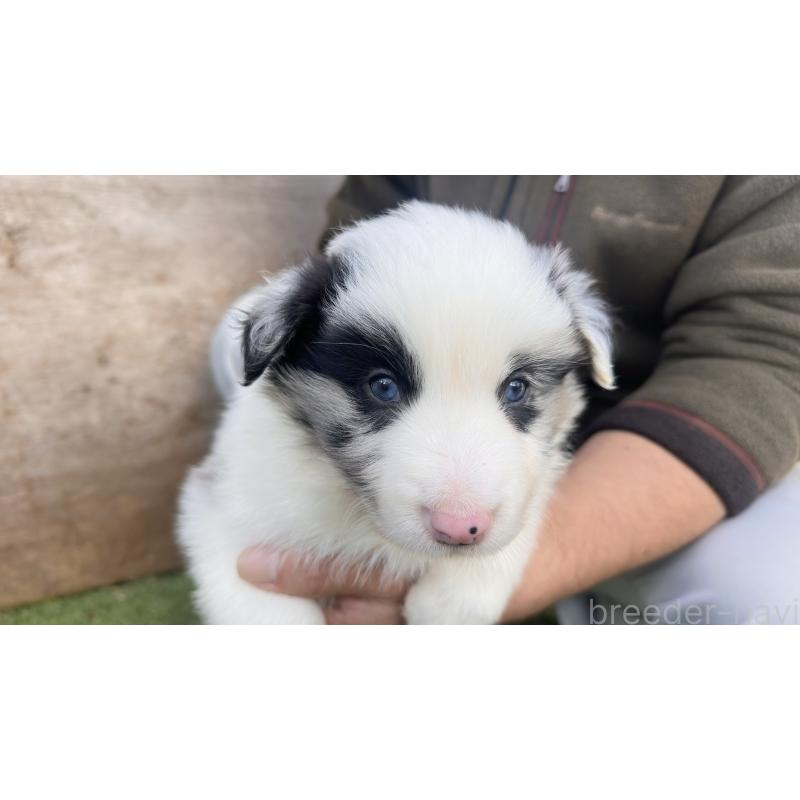 販売中の愛知県のボーダーコリー-425214の5枚目