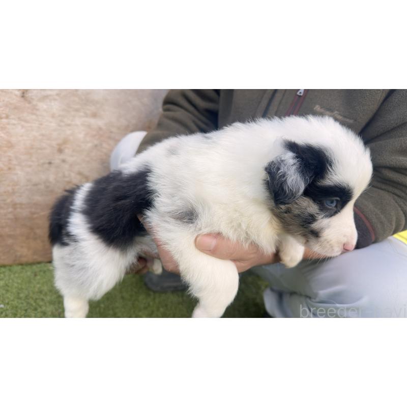 販売中の愛知県のボーダーコリー-425214の4枚目