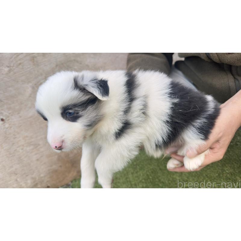 販売中の愛知県のボーダーコリー-425214の3枚目