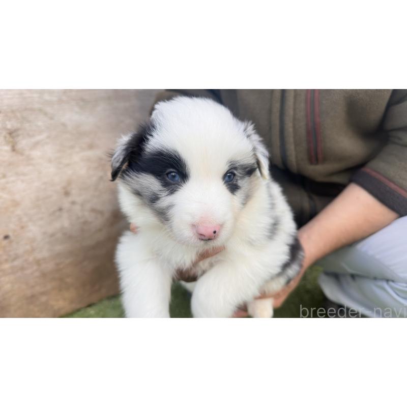 販売中の愛知県のボーダーコリー-425214の2枚目