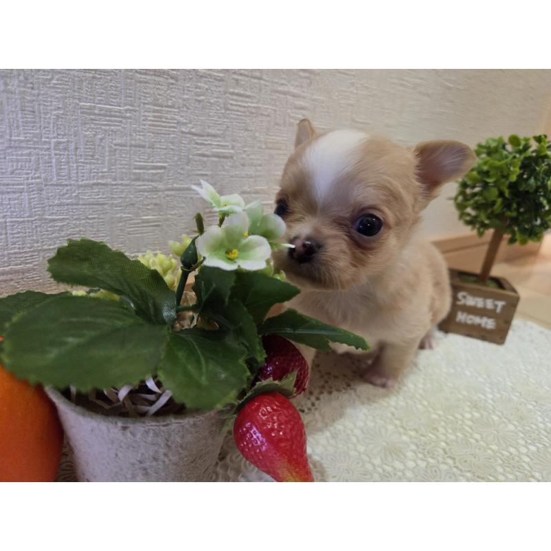 成約済の広島県のチワワ(ロングコート)-422566の39枚目