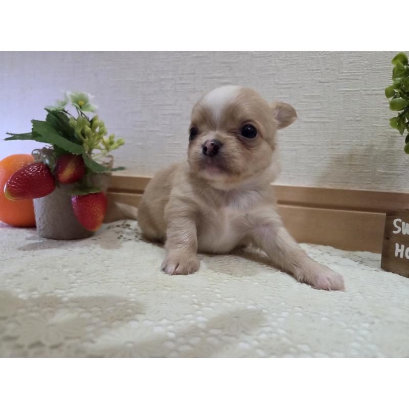 成約済の広島県のチワワ(ロングコート)-422566の38枚目