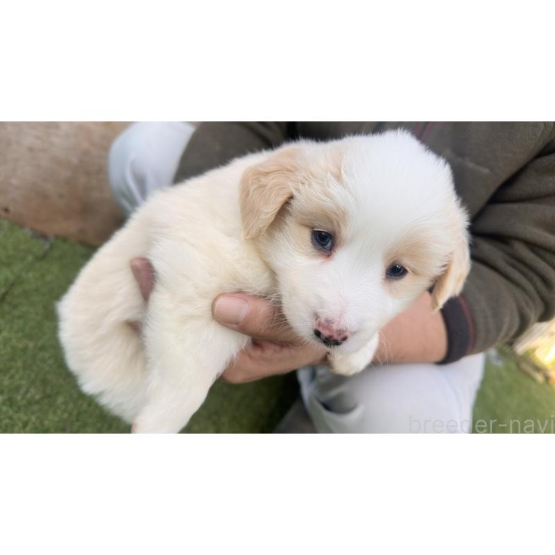 販売中の愛知県のボーダーコリー-425215の5枚目