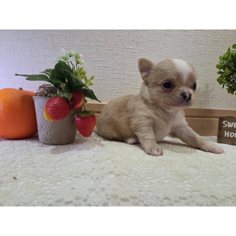 成約済の広島県のチワワ(ロングコート)-422566の37枚目