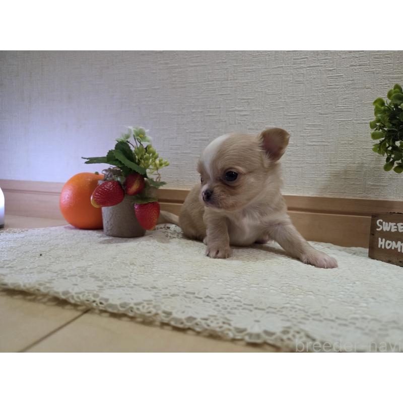 成約済の広島県のチワワ(ロングコート)-422566の36枚目