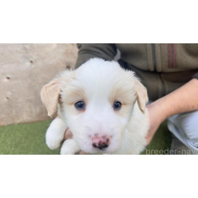 販売中の愛知県のボーダーコリー-425215の4枚目