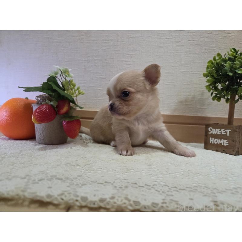 成約済の広島県のチワワ(ロングコート)-422566の35枚目