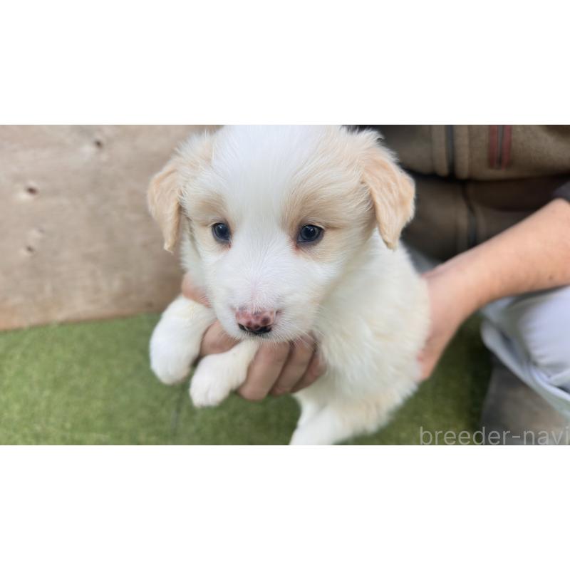 販売中の愛知県のボーダーコリー-425215の3枚目