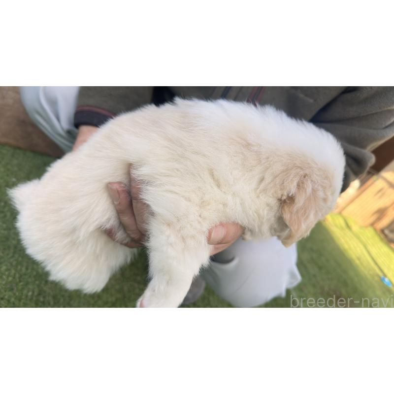 販売中の愛知県のボーダーコリー-425215の2枚目