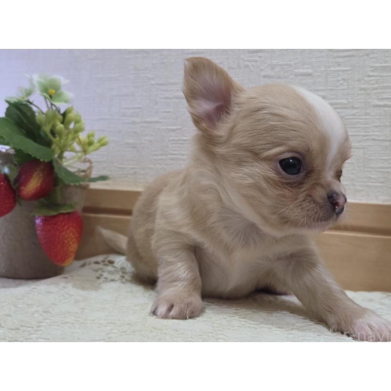 成約済の広島県のチワワ(ロングコート)-422566の34枚目