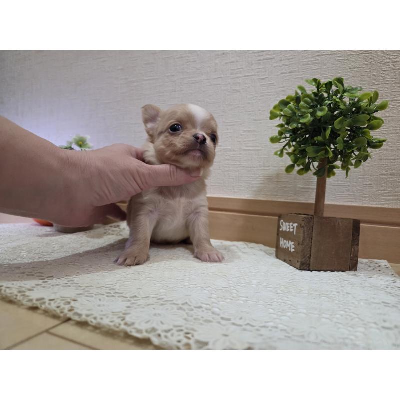 成約済の広島県のチワワ(ロングコート)-422566の33枚目