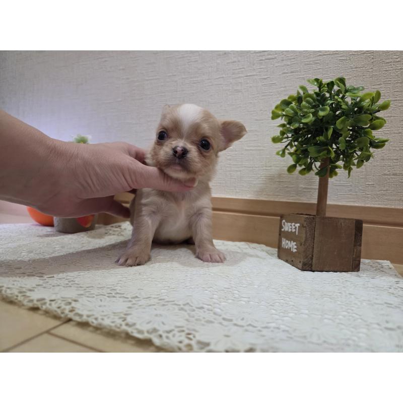 成約済の広島県のチワワ(ロングコート)-422566の32枚目