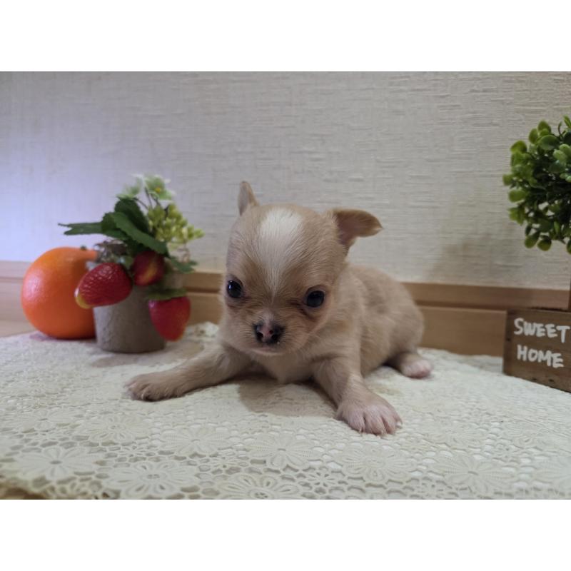 成約済の広島県のチワワ(ロングコート)-422566の31枚目