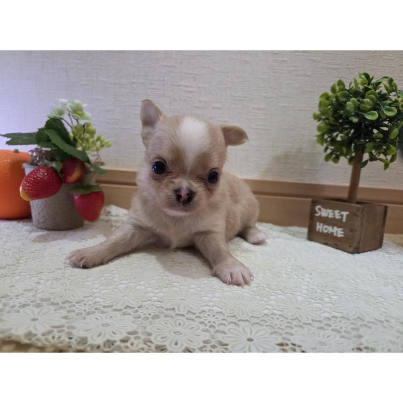 成約済の広島県のチワワ(ロングコート)-422566の30枚目