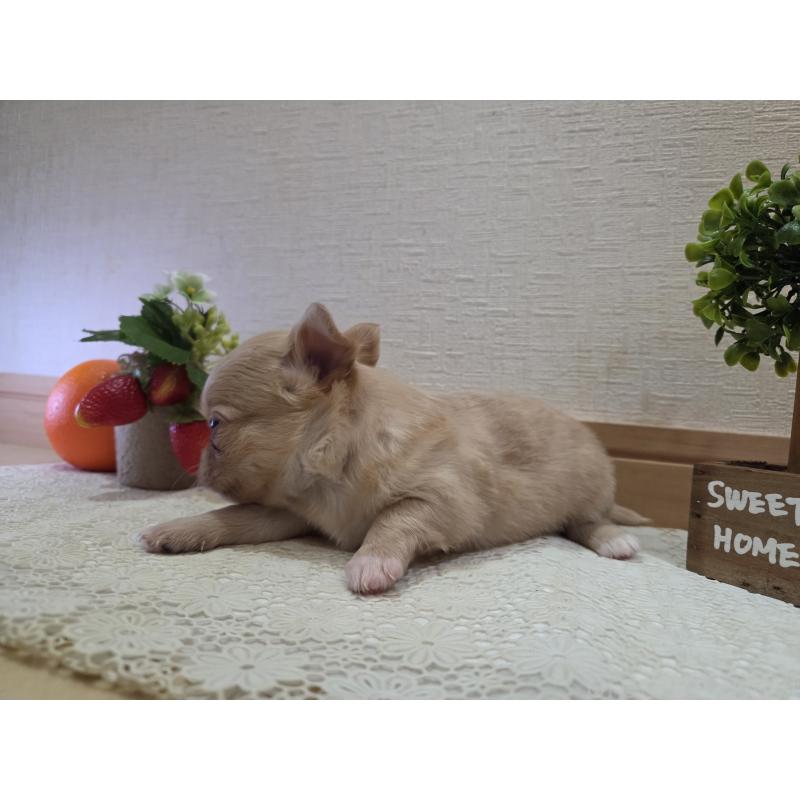 成約済の広島県のチワワ(ロングコート)-422566の29枚目