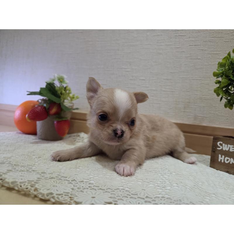 成約済の広島県のチワワ(ロングコート)-422566の28枚目