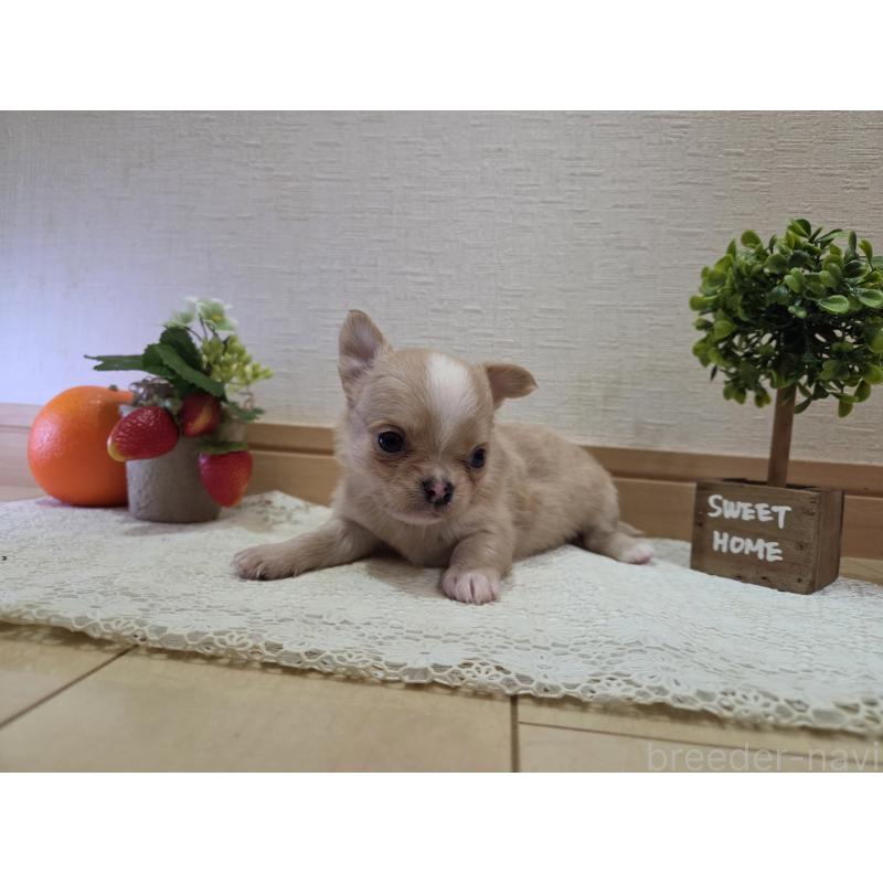 成約済の広島県のチワワ(ロングコート)-422566の27枚目