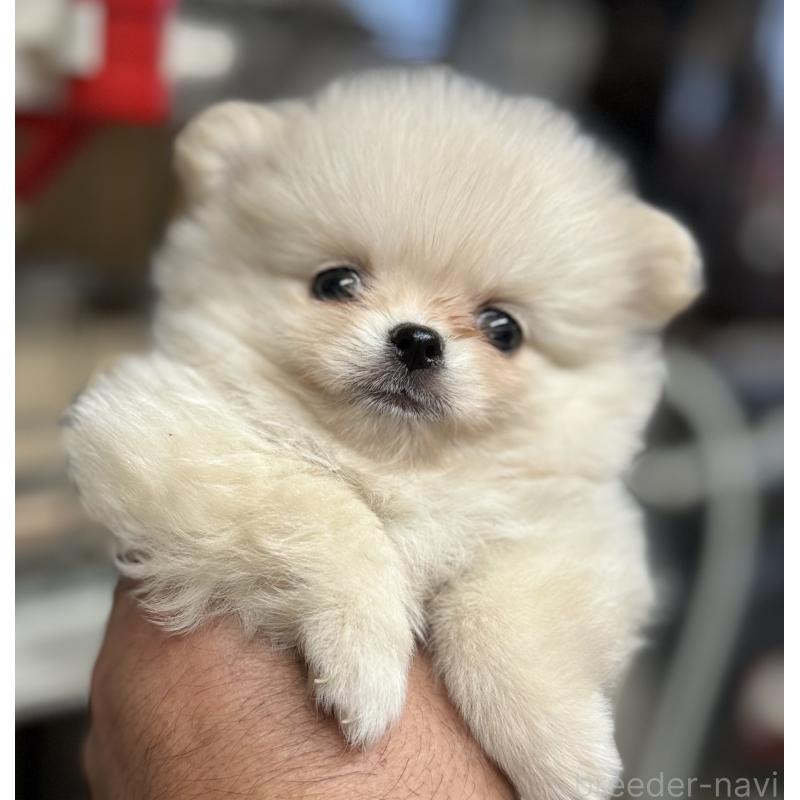 成約済の静岡県のポメチワ:ポメラニアン×チワワ-424030の2枚目