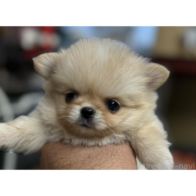成約済の静岡県のポメチワ:ポメラニアン×チワワ-422959の3枚目