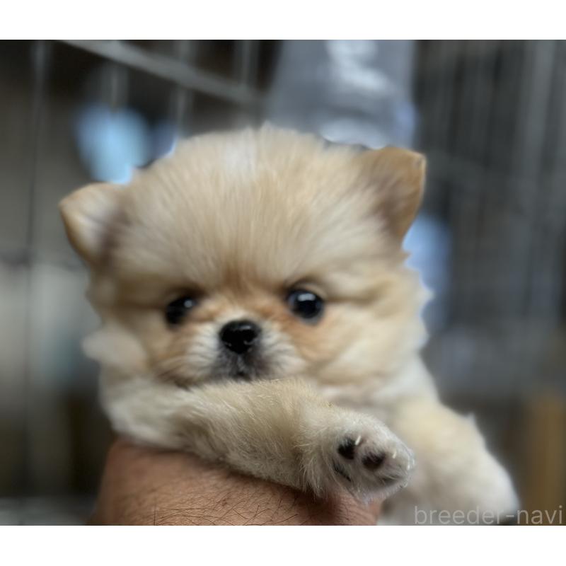 成約済の静岡県のポメチワ:ポメラニアン×チワワ-422959の2枚目